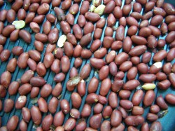 Арахисовая паста домашняя - шаг 3 Арахисовая паста домашняя - шаг 3