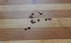 Баклажаны по-корейски быстрого приготовления