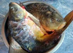 название картинки Рыба на костре на решетке на углях