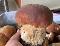 Белые грибы жареные с луком