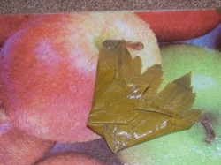 Долма с мятой и круглым рисом - шаг 9 Долма с мятой и круглым рисом - шаг 9
