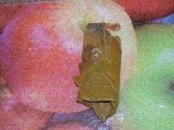 Долма с мятой и круглым рисом - шаг 10 Долма с мятой и круглым рисом - шаг 10