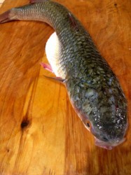 Белый амур запеченный в духовке фаршированный