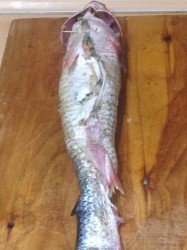 Белый амур запеченный в духовке фаршированный