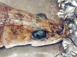 Фаршированный судак в духовке целиком