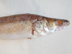 Фаршированный судак в духовке целиком