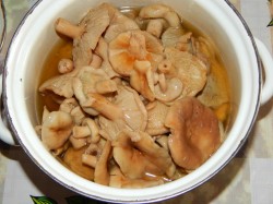 название картинки Фрикасе из курицы с грибами