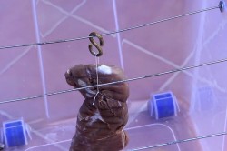 Пастрами из говядины