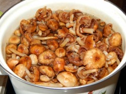 Грибной суп из свежих опят