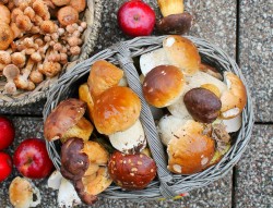 название картинки Грибы на зиму без стерилизации