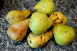 Самогон из груш в домашних условиях