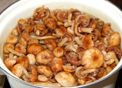 название картинки Грибная икра из опят на зиму