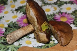 Жареные пирожки с баклажанами мясом и грибами