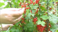 Желе из красной смородины на зиму - шаг 1