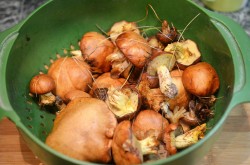 Как заморозить маслята на зиму