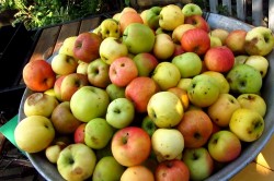 название картинки Кальвадос в домашних условиях из яблок