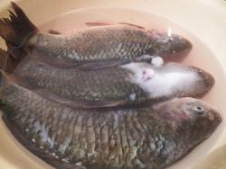 Карась в тархуновом соусе