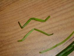 название картинки Картофельное пюре "Паучки"