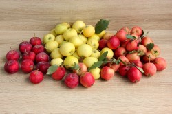 название картинки Компот из ранеток на зиму