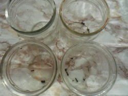 название картинки Консервированные кабачки с кетчупом чили на зиму