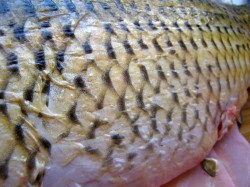 название картинки Котлеты из сазана