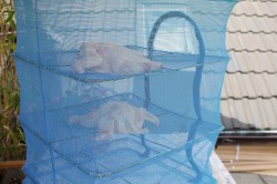 Курица горячего копчения в коптильне в домашних условиях