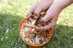 Курица горячего копчения в коптильне в домашних условиях