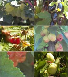 Летний компот