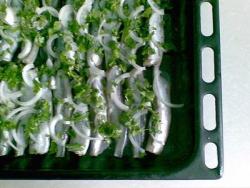 название картинки Лимоновая мойва в духовке