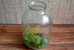 Малосольные хрустящие огурцы быстрого приготовления