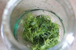 название картинки Малосольные огурцы классические