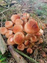 название картинки Маринованные опята в банках на зиму