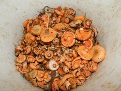 Маринованные рыжики на зиму