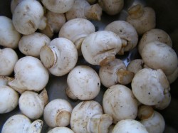 Маринованные шампиньоны на зиму