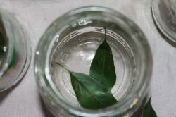 Маринованные огурцы а-ля Globus - шаг 1