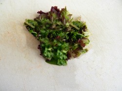 Мясной салат с говядиной