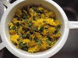 Варенье любви из одуванчиков