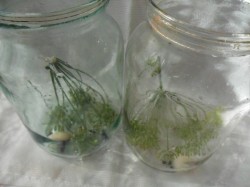 Огурцы с томатной пастой и чесноком на зиму без стерилизации