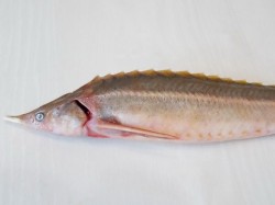 Осетр в духовке целиком