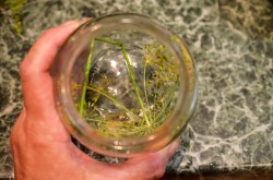 название картинки Патиссоны без стерилизации на зиму