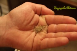 Подлива для лагмана