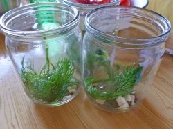 название картинки Помидоры с аспирином на зиму