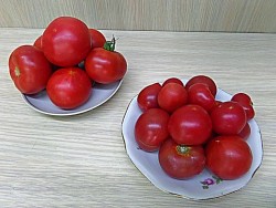 Помидоры в собственном соку пальчики оближешь на зиму - шаг 2 Помидоры в собственном соку пальчики оближешь на зиму - шаг 2