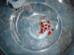 название картинки Ребрышки свиные тушеные