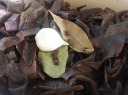 Салат из сушеной баклажановой кожуры - шаг 9