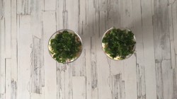 название картинки Салат крабовые палочки сыр чеснок