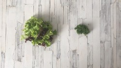 название картинки Салат с бальзамическим уксусом