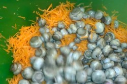 Салат с шампиньонами морковкой уксусом сахаром