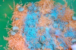 Салат с шампиньонами морковкой уксусом сахаром