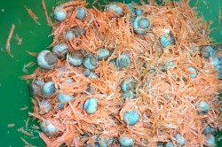 Салат с шампиньонами морковкой уксусом сахаром